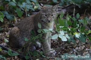 junger Luchs in der Fasanerie Wiesbaden (Foto: Thomas Trapke)