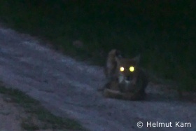 Luchs im Vogelsbergkreis (Foto: Helmut Karn)