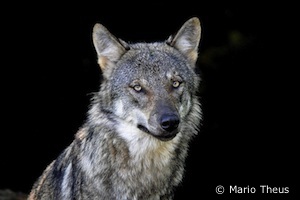 Dieses Foto ist nur ein &bdquo;Symbolbild&ldquo;. Der Wolf wurde im Tierpark Goldau/Schweiz von Mario Theus fotografiert&hellip;