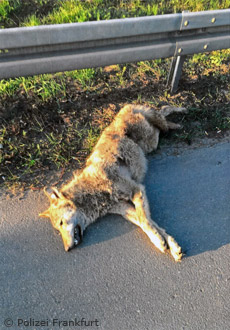 Auf der A 661 überfahrener Wolf (Foto: Polizei Frankfurt)