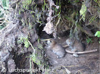 Wurfhöhle von F7 mit Jungluchsen (Foto: Luchsprojekt Harz)