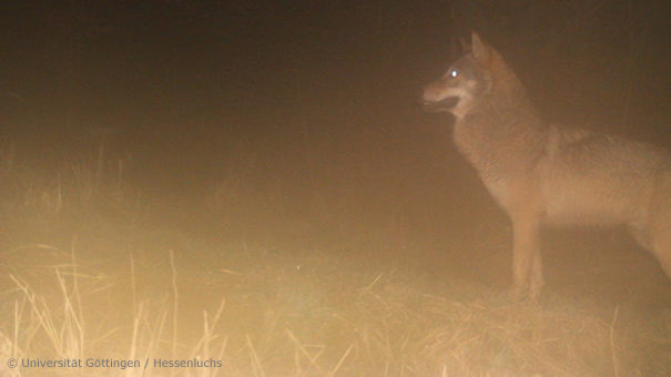 Wolf in Hessen (Foto: Universität Göttingen/Hessenluchs)