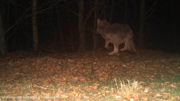 Wolf bei Witzenhausen-Hubenrode (Foto: Universität Göttingen/Hessenluchs)