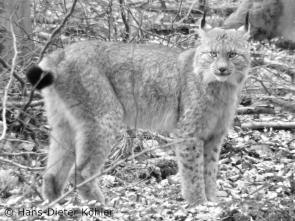 „M9“/“Pou“ im März 2016 (Foto: Hans-Dieter Köhler)