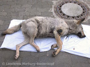 An der L 3088 bei Marburg überfahrener Wolf