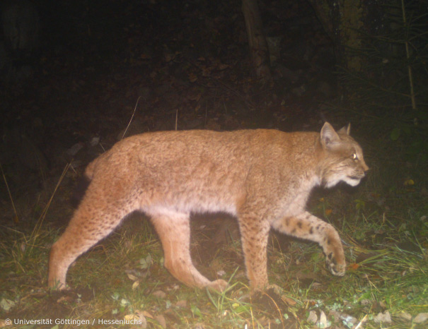 Kuder Felux in Fotofalle im Werra-Meißner-Kreis (Foto: Universität Göttingen / Hessenluchs)