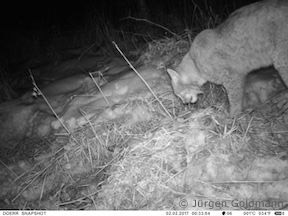 Luchs am Riss (Foto: Jürgen Goldmann)