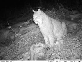 Luchs am Riss (Foto: Jürgen Goldmann)