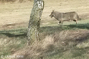 Wolf südöstlich von Brilon (NRW); Foto: LANUV NRW