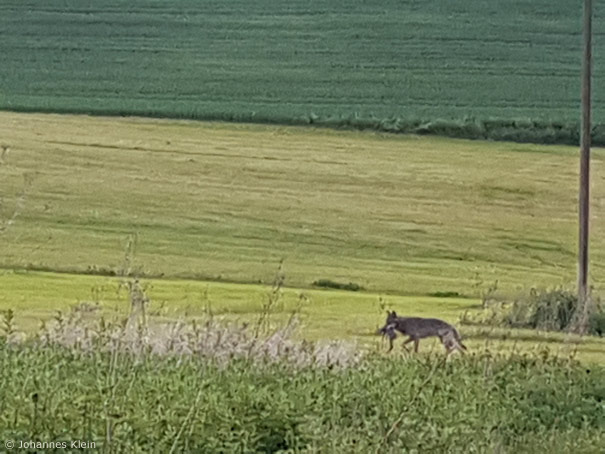 Wolf in Biebertal (Foto: Johannes Klein)