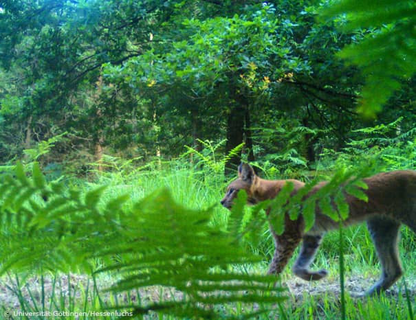 Luchs im Reinhardswald (Foto: Universität Göttingen/Hessenluchs)