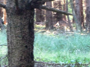 „wolfsähnliches Tier“ im Reinhardswald; Foto: Forstamt Reinhardshagen