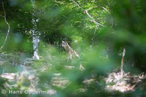 Wolf im Raum Wald-Michelbach (Foto: Hans Oppermann)