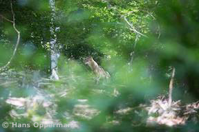 Wolf im Raum Wald-Michelbach (Foto: Hans Oppermann)