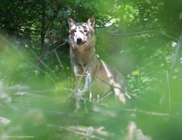 Wolf im Raum Wald-Michelbach (Foto: Hans Oppermann)