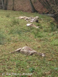 gerissene Schafe vor Bachlauf bei Hesseneck-Kailbach (Foto: Karlheinz Kinzer)