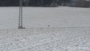 Wolfsähnliches Tier bei Lorch-Ransel. (Foto: Marlon Riedel)