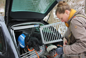 Suchhund Maple mit Laura Hollerbach (Foto: Arbeitskreis Hessenluchs)