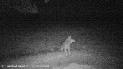 Wolf in der bayerischen Rhön (Foto: Landratsamt Rhön-Grabfeld)