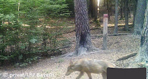 Wolf in der bayerischen Rhön (Foto: privat/LfU Bayern)