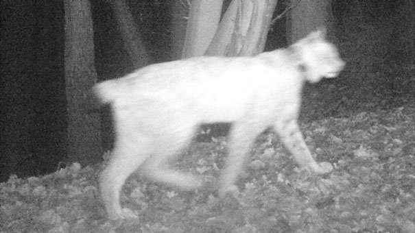 Luchs bei Elztal (Baden-Württemberg) (Foto: privat)