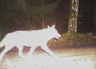 Wolfsähnliches Tier bei Herleshausen (Foto: Luchsprojekt Uni Göttingen/Hessenluchs)