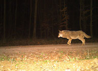 Wolf bei Heyerode/Thüringen (Foto: Wildtierland Hainich gGmbH)