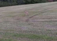 Wolf bei Ulrichstein (Foto: Marc Semmler)