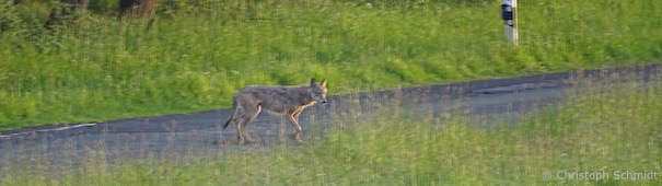 Wolf auf Landstraße (Foto: Christoph Schmidt)