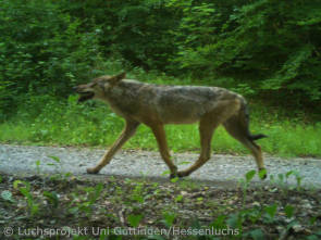 Wolf bei Herleshausen (Foto: Luchsprojekt Uni Göttingen/Hessenluchs)