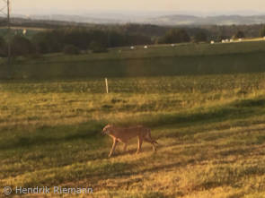 Wolf bei Dirlammen (Foto: Hendrik Riemann)