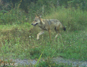 Wolf bei Ulrichstein (Foto: HLNUG)