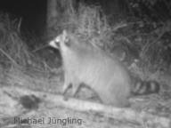 Waschbär in Fotofalle am Riss (Foto: Michael Jüngling)