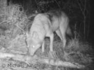 Wolf in Fotofalle am Riss (Foto: Michael Jüngling)