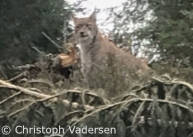 Die führende Luchsin. Jungtiere sind nicht im Bild. (Foto: Christoph Vadersen)