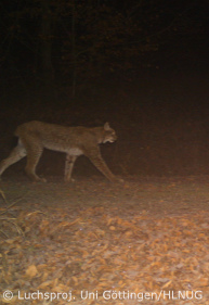 Luchsin im Reinhardswald (Foto: Luchsprojekt Uni Göttingen/HLNUG)