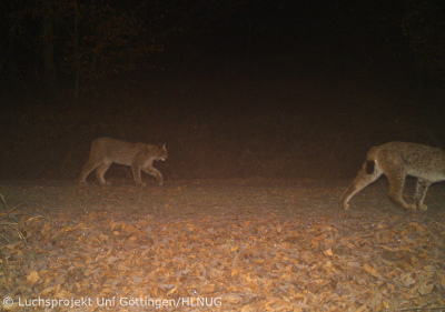 zwei Jungluchse im Reinhardswald (Foto: Luchsprojekt Uni Göttingen/HLNUG)