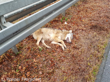 überfahrender Wolf (Foto: Polizeipräsidium Frankfurt)