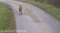 mutmaßlicher Wolf (Foto: Bernd Märten)