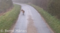 mutmaßlicher Wolf (Foto: Bernd Märten)