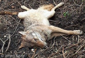 toter Wolf in Wiesbaden (Foto: Jürgen Bauer)