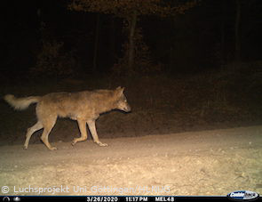 Wolf bei Melsungen (März 2020) (Foto: Luchsprojekt Uni Göttingen/HLNUG)