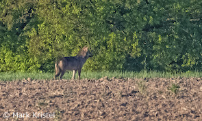Wolf bei Reichelsheim (Odenwald) am 25.04.2020 (Foto: Mark Kristel)