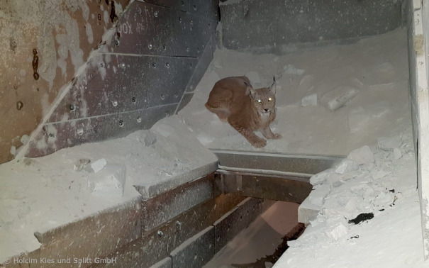 Luchs in Vorbrechanlage im Steinbruch bei Friedrichsdorf (Foto: Holcim Kies und Splitt GmbH)