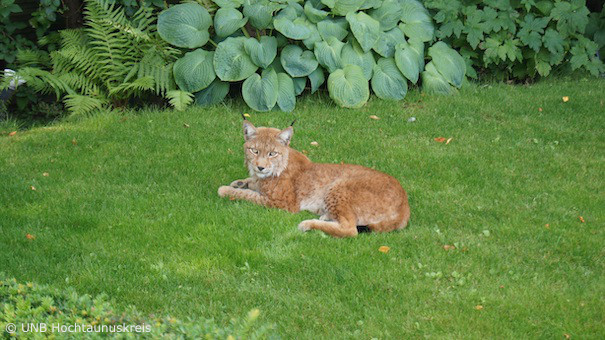 Luchs M12 in einem Hausgarten (Foto: Untere Naturschutzbehörde Hochtaunuskreis)