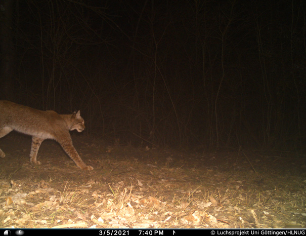 Luchs bei Neu-Eichenberg (Foto: Luchsprojekt Uni Göttingen/HLNUG)