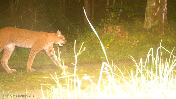 Luchs im Werra-Meißner-Kreis (Foto: AK Hessenluchs)