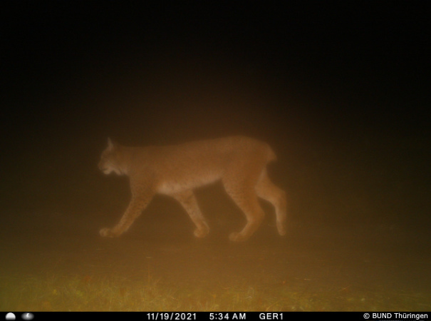 Drei-Länder-Luchs im Thüringer Wald (Foto: BUND Thüringen)