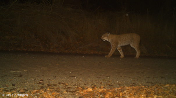 Luchs B1100x bei Hessisch Lichtenau (Foto: Uni Göttingen)