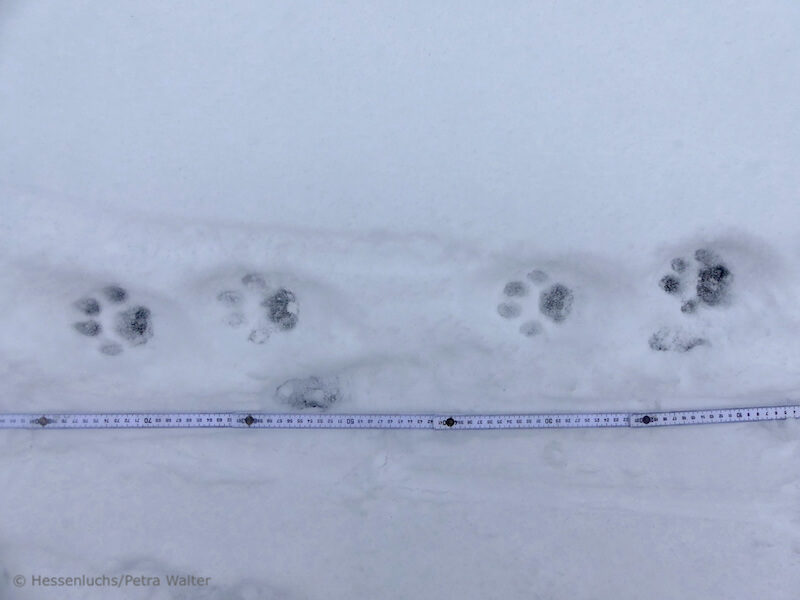 Luchsfährte im Schnee und Metermaß (Foto: Hessenluchs/Petra Walter)